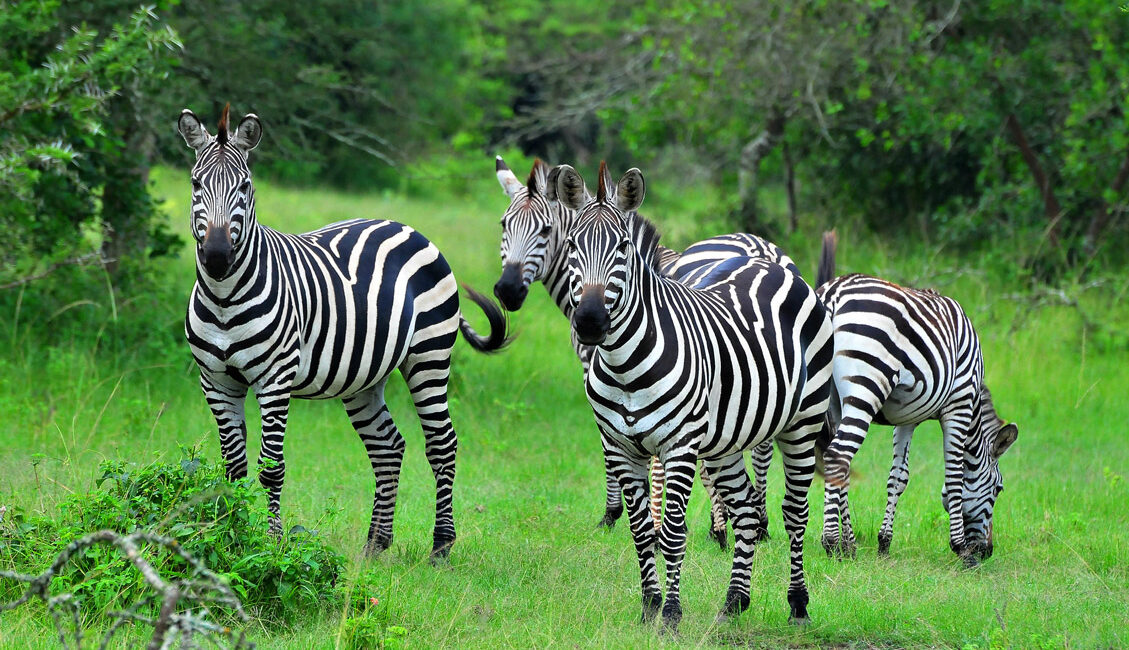 zebras in lake mburo